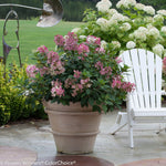 Hortensia paniculata "Little Quick Fire" / hydrangea paniculata "Little Quick Fire" / by gradina-noastra