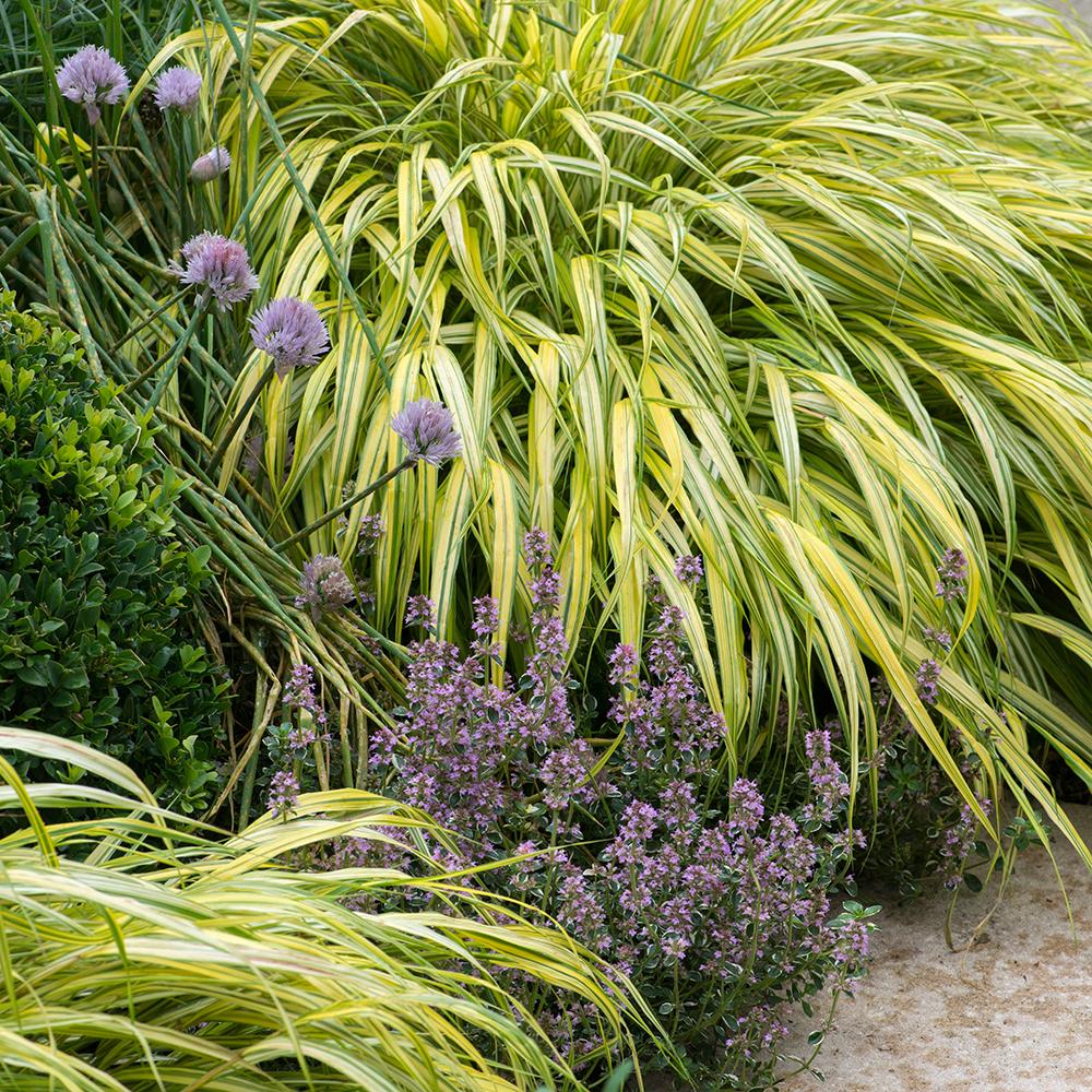 Hakonechloa macra "Stripe it Rich" 0.20 - 0.30 m /Hakonechloa macra "Stripe It Rich" /