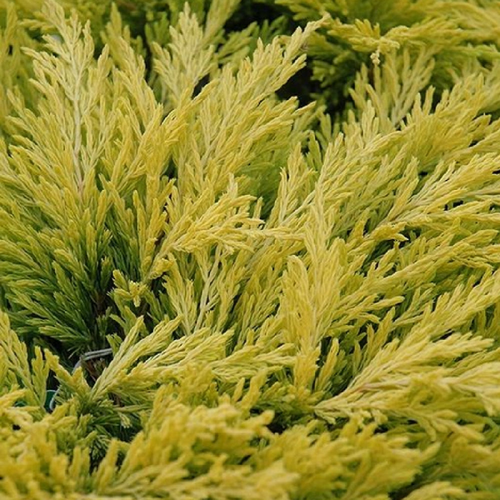 Ienupar "Limeglow" / Juniperus horizontalis "Limeglow"/ by gradina-noastra