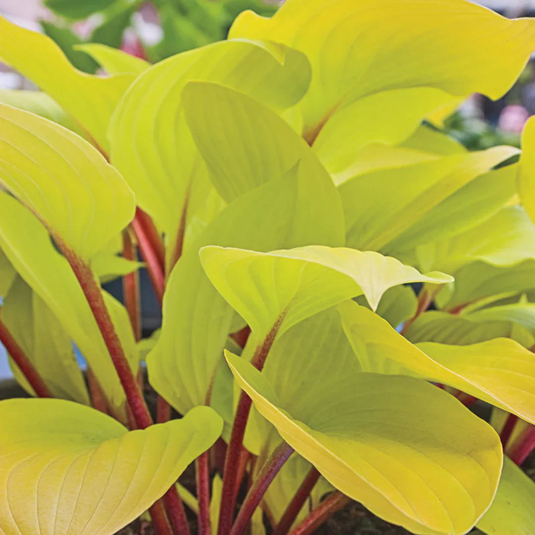 Hosta "Fire Island"