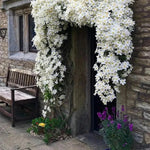 Clematis cartmanii "Avalanche"
