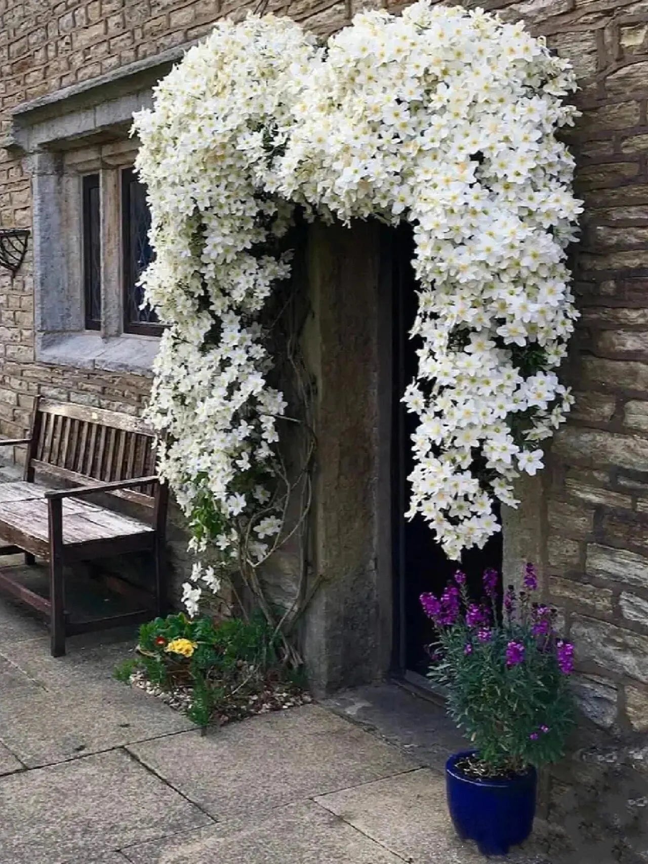 Clematis cartmanii "Avalanche"