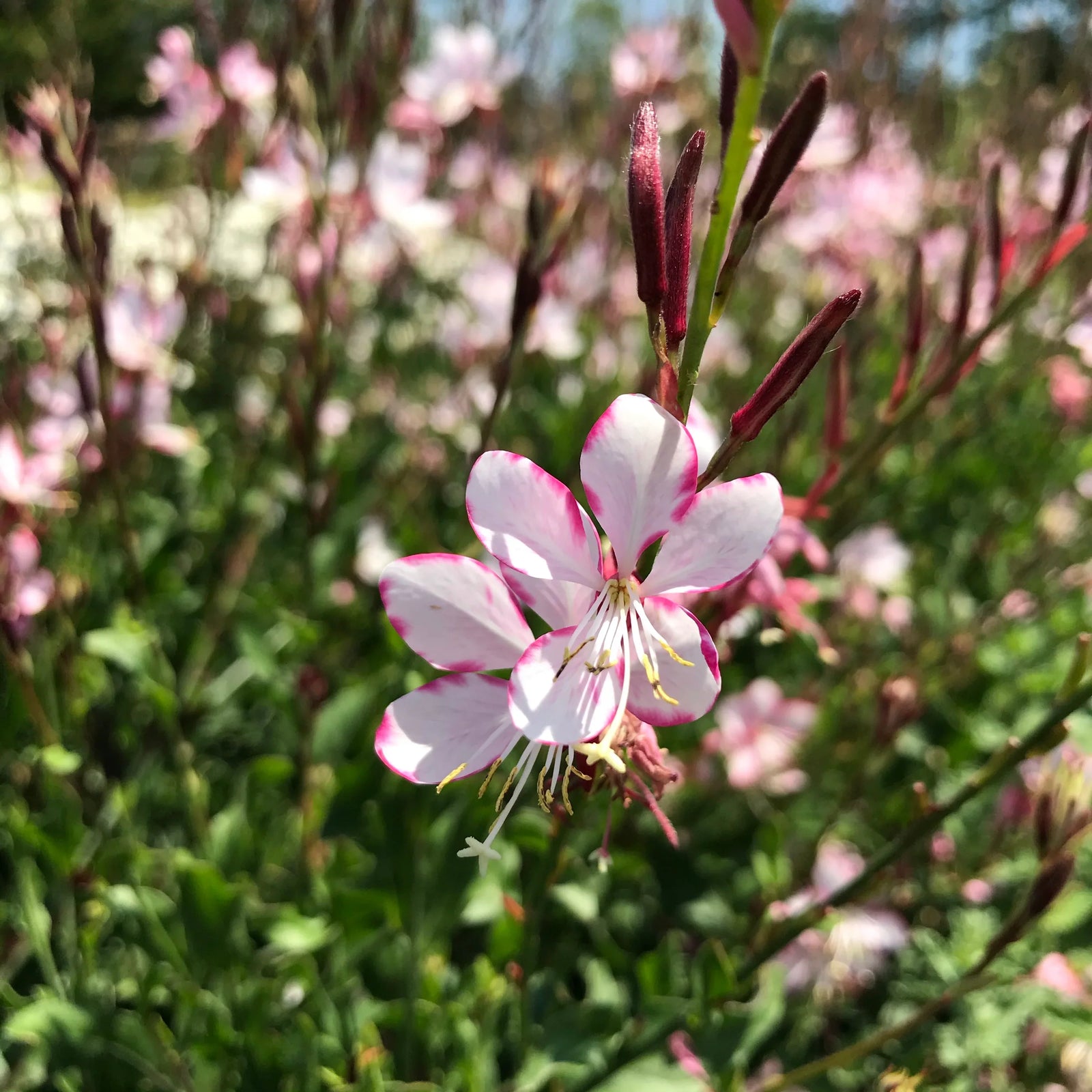 Gaura lindheimeri "Rosy Jane"
