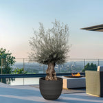 Maslin bonsai  1.50 - 2.00 m / Olea Europaea/