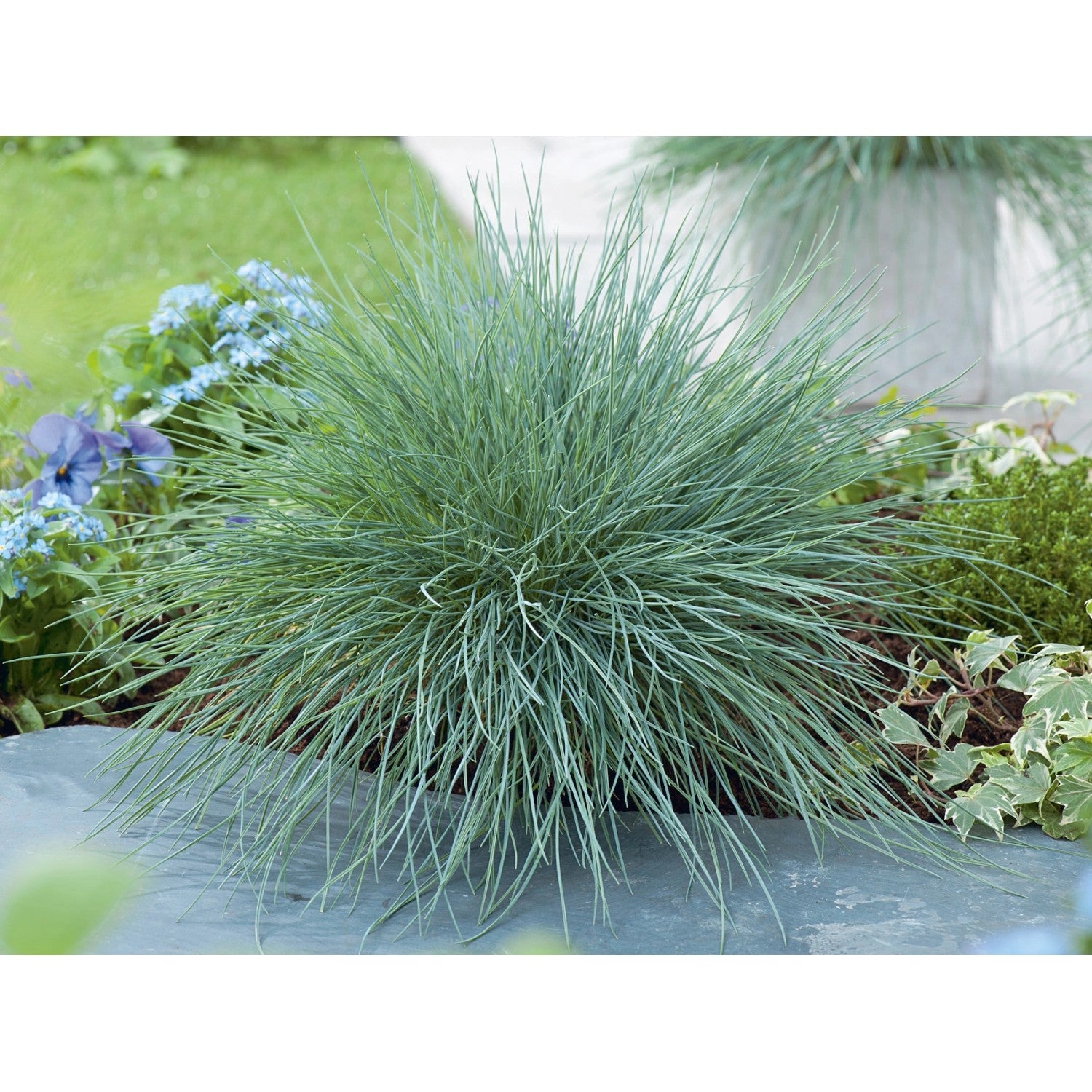 Iarbă Albastră "Intense Blue" /Festuca Glauca "Intense Blue"/ - Gradina Noastra