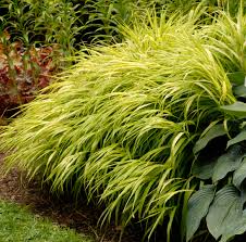 Hakonechloa macra "All Gold " 0.20 - 0.30 m /Hakonechloa macra "All Gold"/