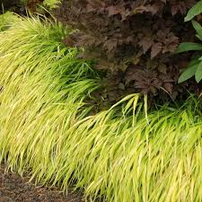 Hakonechloa macra "All Gold " 0.20 - 0.30 m /Hakonechloa macra "All Gold"/
