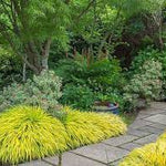 Hakonechloa macra "All Gold " 0.20 - 0.30 m /Hakonechloa macra "All Gold"/