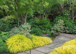 Hakonechloa macra "All Gold " 0.20 - 0.30 m /Hakonechloa macra "All Gold"/