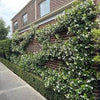 Iasomie stelata mix 0.40 - 0.50 m / Trachelospermum jasminoides /