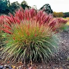 Iarba elefantului "Red Chief" 0.20  - 0.30 m / Miscanthus sinensis "Red Chief" / - Gradina Noastra