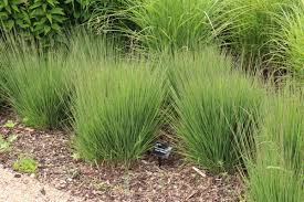 Molinia caerulea "Moorhexe" 0.10 - 0.20 m