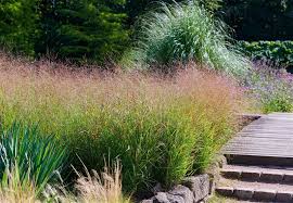 Panicum virgatum "Heavy Metal" 0.20 - 0.30 m