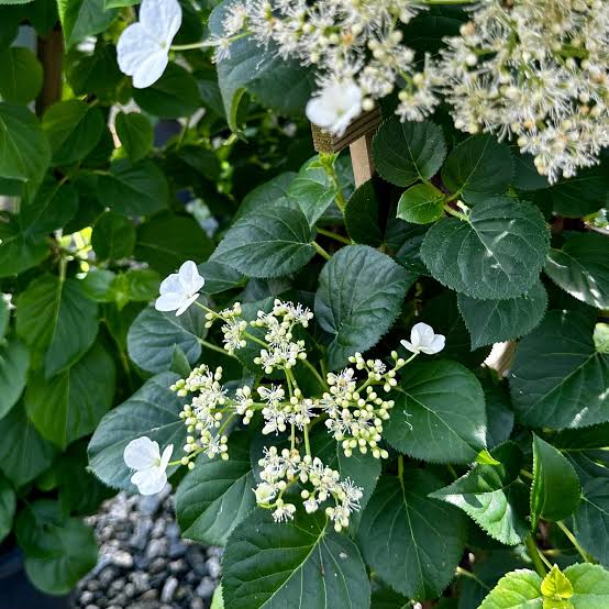 Hortensia cățărătoare 1.00 - 1.30 m  Hydrangea petiolaris