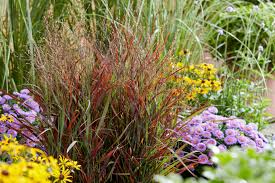 Panicum virgatum "Hot Rod" 0.20 - 0.30 m
