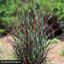 Panicum virgatum "Hot Rod" 0.20 - 0.30 m