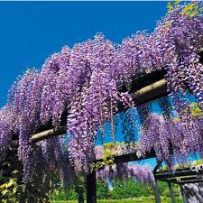 Glicina chinezească "Black Dragon" 2.00 m  / Wisteria chinensis  "Black Dragon"/