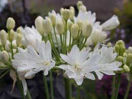 Agapanthus "Double Diamond" ®  0.10 - 0.20 m