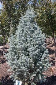 Molid argintiu columnar 1.20 - 1.30 m / Picea pungens "Iseli Fastigiata" / - Gradina Noastra