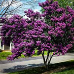 Liliac Indian "Black Diamond Lavander Lace" arbore / Lagerstroemia Indica "Black Diamond Lavander Lace" /