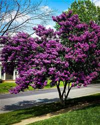 Liliac Indian "Black Diamond Lavander Lace" arbore / Lagerstroemia Indica "Black Diamond Lavander Lace" /