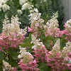 Hortensia paniculata "Pinky Winky" / Hydrangea paniculata "Pinky Winky"/