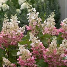 Hortensia paniculata "Pinky Winky" / Hydrangea paniculata "Pinky Winky"/