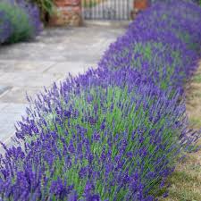 Lavanda angustifolia "Hidicote" 0.10 m