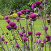Cirsium rivulare "Trevor's Blue Wonder"