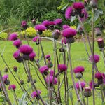 Cirsium rivulare "Trevor's Blue Wonder"