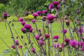 Cirsium rivulare "Trevor's Blue Wonder"