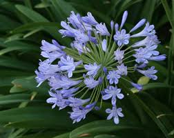 Agapanthus mix 0.10 - 0.20 m, o floare spectaculoasă cu inflorescențe albastre, ideală pentru grădini.