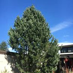 Pin "Vanderwolf's Pyramid" 0.70 - 1.00 m / Pinus flexilis "Vanderwolf's Pyramid"  /