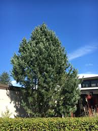 Pin "Vanderwolf's Pyramid" 0.70 - 1.00 m / Pinus flexilis "Vanderwolf's Pyramid"  /
