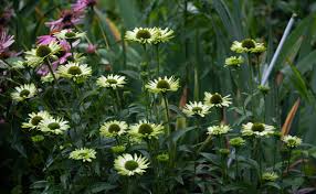 Echinacea purpurea 'Green Jewel'  0.20 - 0.40 m