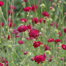 Knautia macedonica "Red Knight"