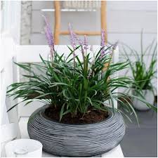 Liriope muscari "Ingwersen"