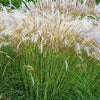 Iarba elefantului "Kleine Fontaine" 0.20 - 0.30 m / Miscanthus sinensis "Kleine Fontaine" /