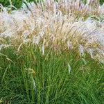 Iarba elefantului "Kleine Fontaine" 0.20 - 0.30 m / Miscanthus sinensis "Kleine Fontaine" /