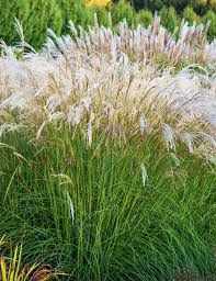 Iarba elefantului "Kleine Fontaine" 0.20 - 0.30 m / Miscanthus sinensis "Kleine Fontaine" /