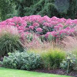 Eupatorium maculatum "Atropurpureum"