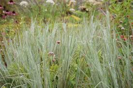Schizachyrium scoparium "Ha Ha Tonka" 0.20 - 0.30 m