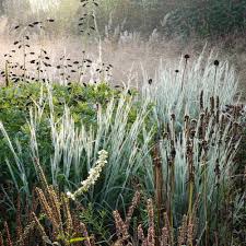Schizachyrium scoparium "Ha Ha Tonka" 0.20 - 0.30 m