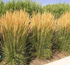 Calamagrostis acutiflora "Karl Foerster" 0.20 - 0.30 m