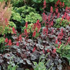 Heuchera "Hollywood"  0.10 - 0.20 m