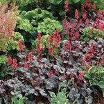 Heuchera "Hollywood"  0.10 - 0.20 m