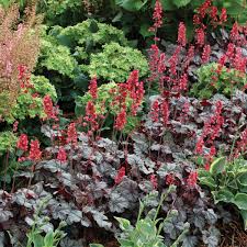 Heuchera "Hollywood"  0.10 - 0.20 m