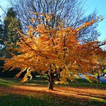 Arborele de Fier Persan 3.00 - 4.00 m / Parrotia persica /