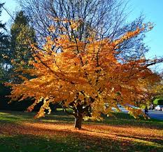Arborele de Fier Persan 3.00 - 4.00 m / Parrotia persica /