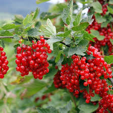 Coacăz rosu Jonkheer van Tets' 0.40 -0.50 m / Ribes  rubrum 'Jonkheer van Tets' /